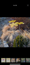 Suncatcher- Lotta - Large Flower Shape