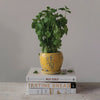 YELLOW TERRA COTTA PLANTER W SAUCER